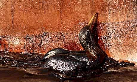 Bird Dying at Deepwater Horizon