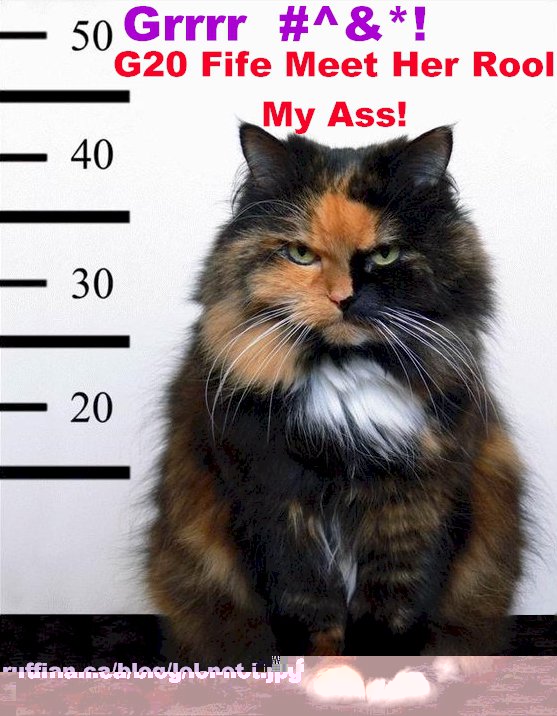 Lol Cat Detained